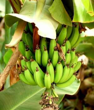 Image Credit: Enzik
Rights: Creative Commons Share Alike Unported 3.0
Source: http://commons.wikimedia.org/wiki/File:Bananas_-_Morocco.jpg Immagine-contatto