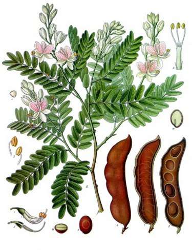 Image Credit: Franz Eugen Köhler, Köhler's Medizinal-Pflanzen 
Rights: Public Domain
Source:http://commons.wikimedia.org/wiki/File:Koeh-134.jpg Immagine-contatto