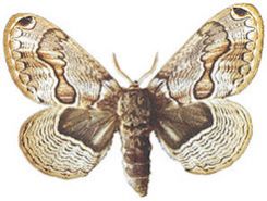 Acanthobrahmea europea Acanthobrahmea europea