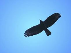 flora e fauna del vulture flora e fauna del vulture