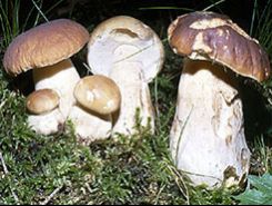 funghi e tartufi