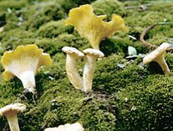 funghi area 3 funghi area 3