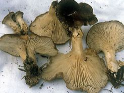 cardoncello cardoncello