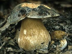 funghi area 4